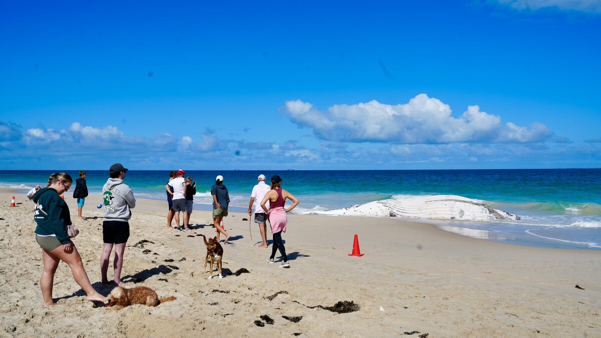 Whale carcass found on City Beach, shark warnings issued